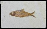 Knightia Fossil Fish - Wyoming #60471-1